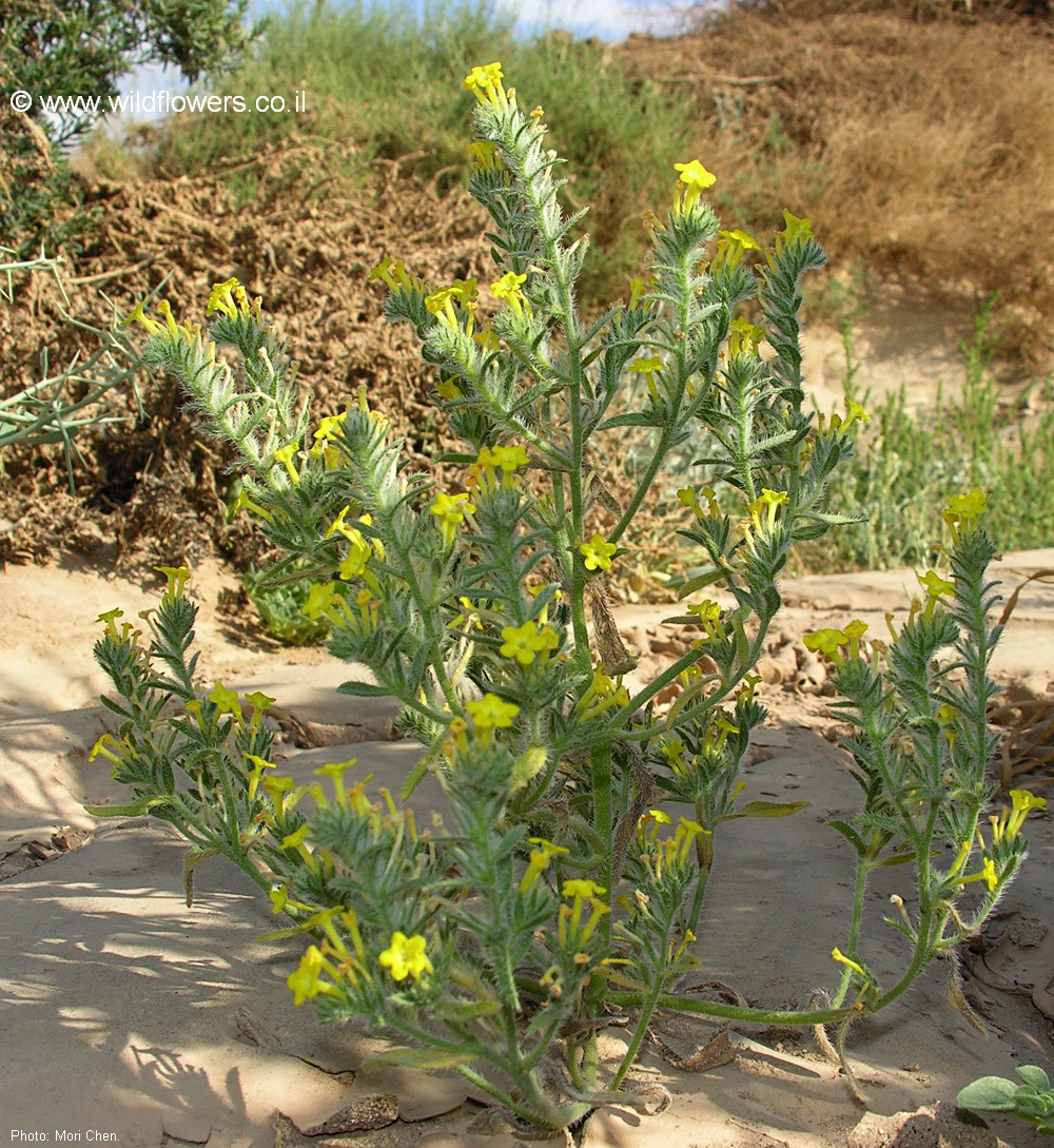 Arnebia hispidissima